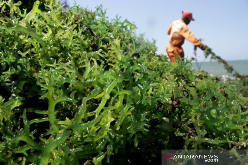 Menteri KKP dukung pembangunan lumbung rumput laut di Maluku Tenggara