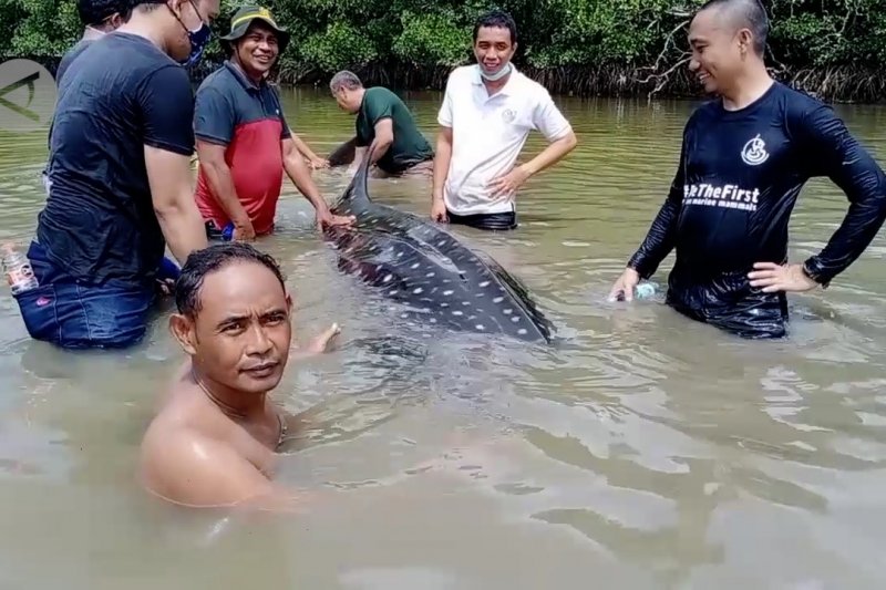 Seekor Hiu Paus terdampar di Teluk Kendari