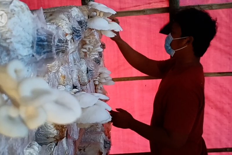 Pemuda di Cilegon berdayakan warga budi daya jamur tiram