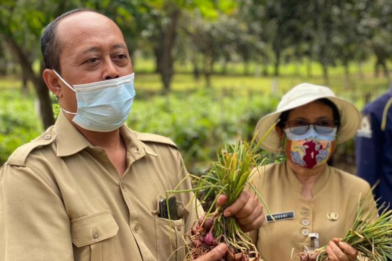 Sudin KPKP Jakarta Utara panen 60 kilogram bawang Brebes