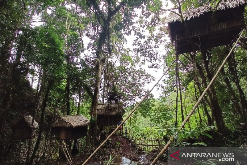 Objek wisata rumah Pohon Donggala