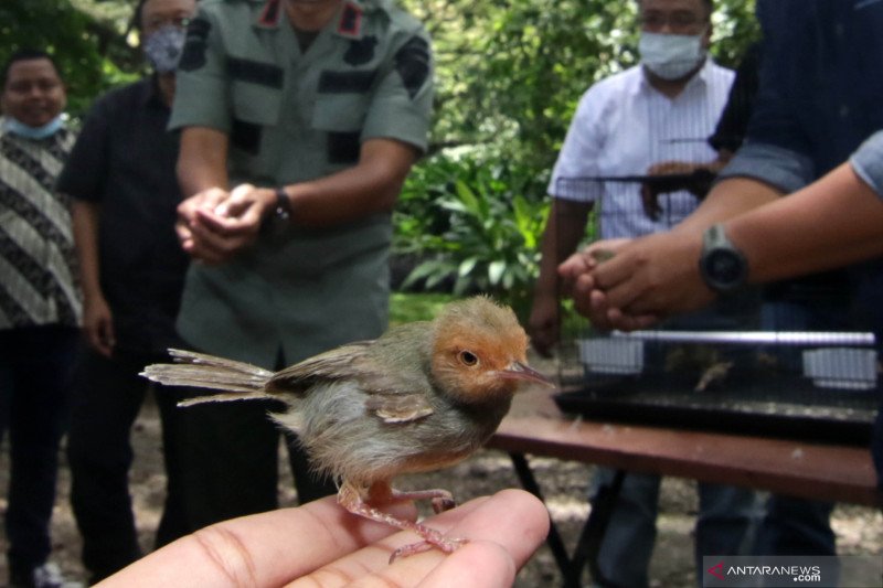 Pelepasliaran burung pemakan serangga