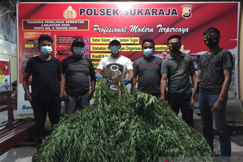 Polisi bongkar dua ladang ganja berkedok kebun kopi di Seluma
