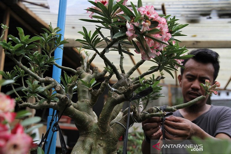 PENJUALAN BONSAI ADENIUM