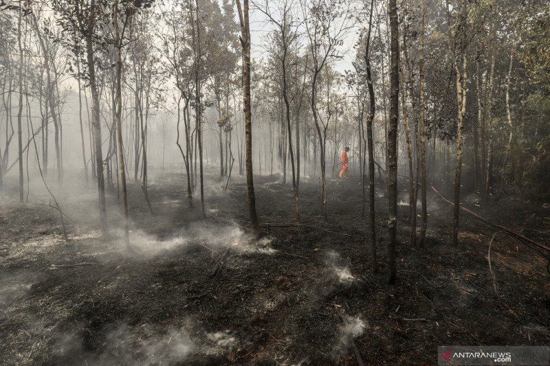 Kebakaran hutan di kawasan Bandara Hang Nadim Batam