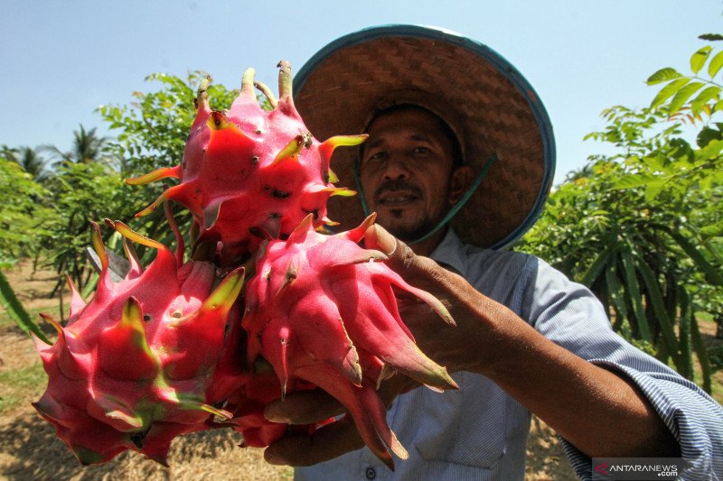 Harga buah naga naik - ANTARA News