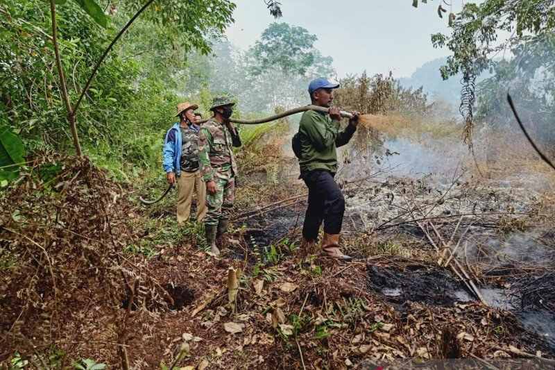 Luas lahan yang terbakar di Riau mencapai 248 hektare
