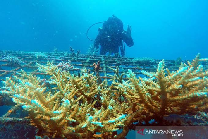 Pemda diminta serius tangani konservasi laut