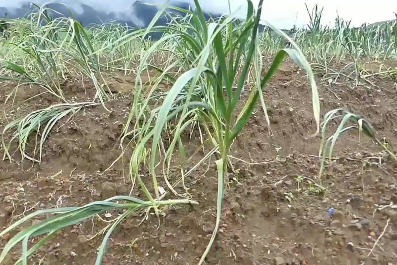 Luas lahan tanam bawang putih di Temanggung berkurang