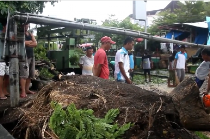 Pepohonan tumbang robohkan tiang listrik & rusak kios di Ternate