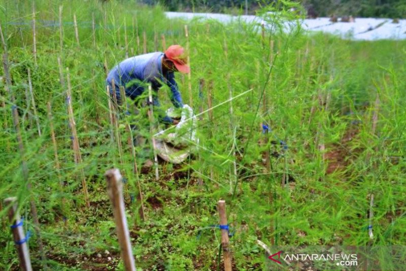 Budidaya Tanaman Asparagus Petani Temanggung