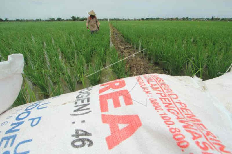 Dinas Pertanian Cirebon: kebutuhan pupuk subsidi membengkak