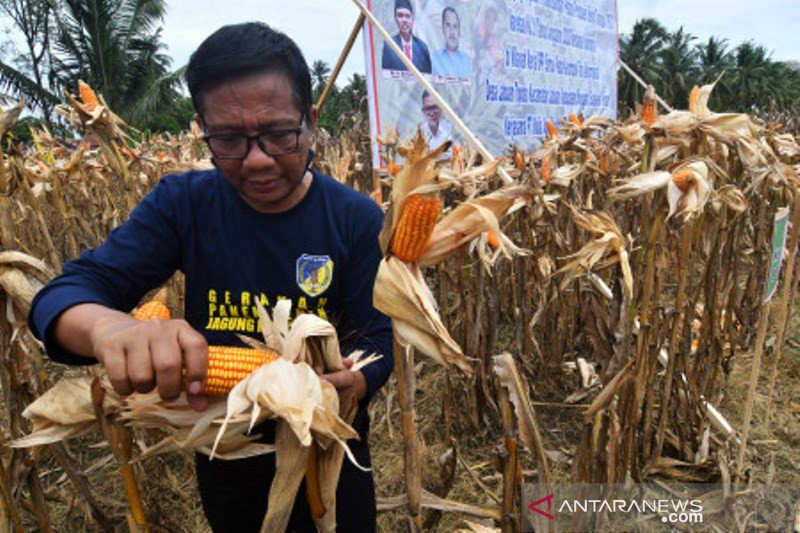 Pengembangan petani produsen benih tanaman di Donggala