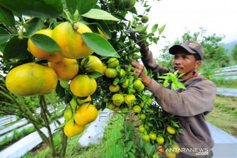 Agrowisata Petik Jeruk Sumbar