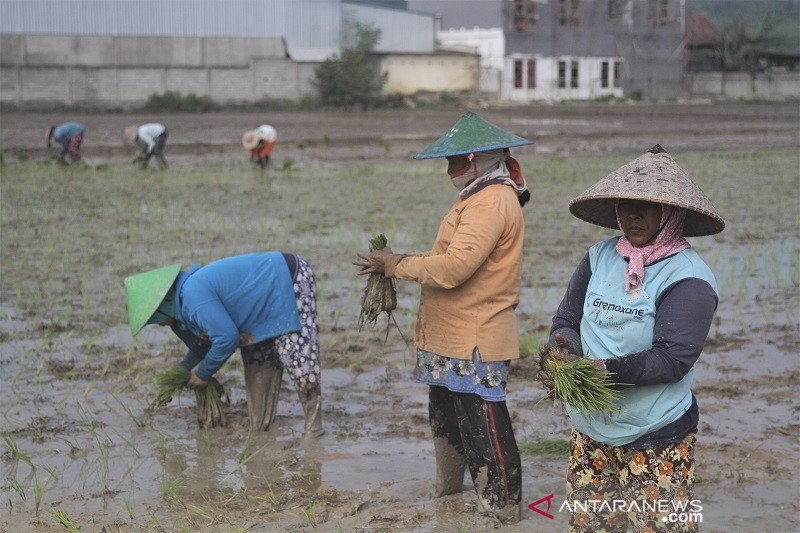 TARGET PRODUKSI BERAS KEMENTAN 2021