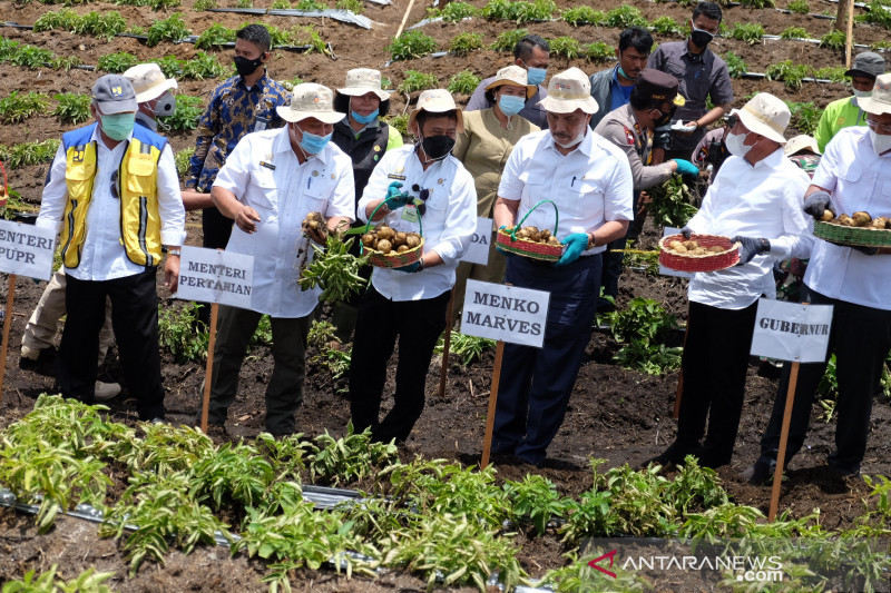 Panen kentang di food estate