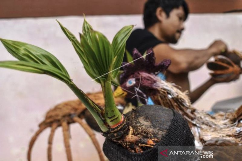 Bonsai Karakter Dari Pohon Kelapa