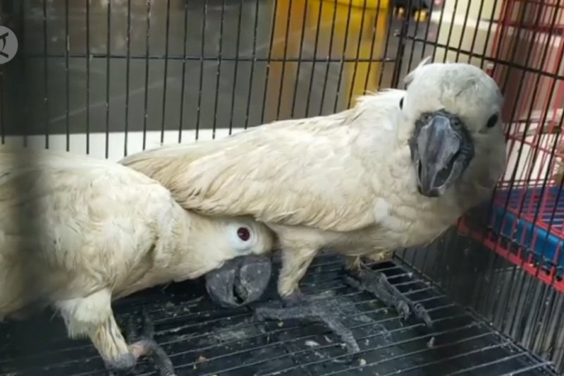 BBKP Surabaya amankan ratusan satwa ilegal