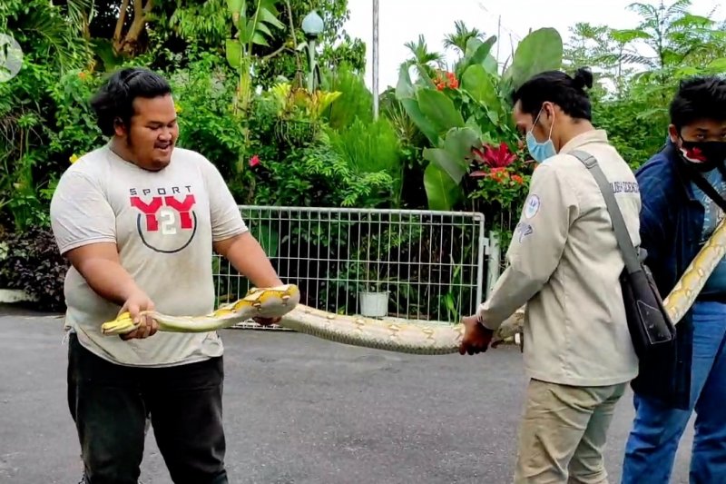 Evakuasi ular piton dari rumah warga