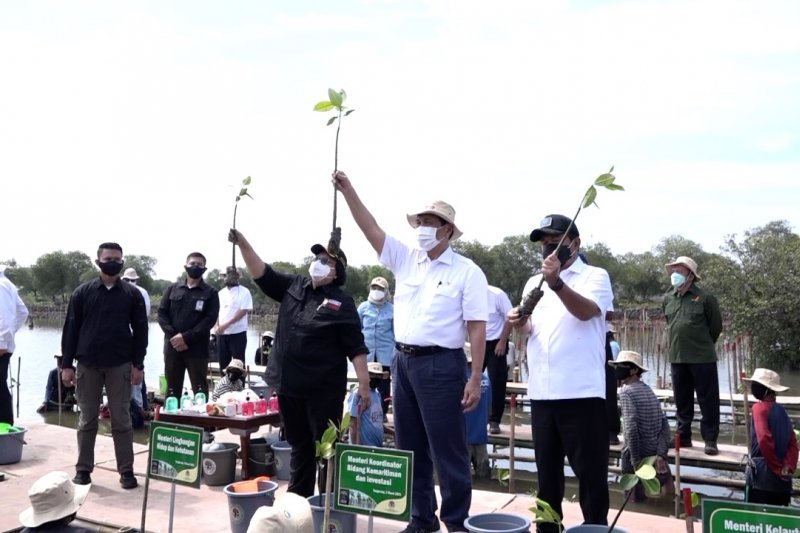 Pemerintah resmi mulai program percepatan rehabilitasi mangrove nasional