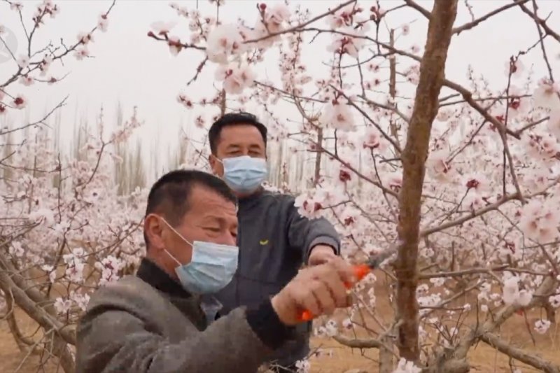 Bunga aprikot yang bermekaran dongkrak ekonomi petani di Xinjiang