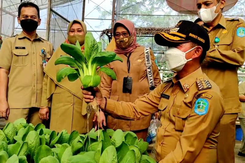 Pemkab Bangka panen sayur hidroponik di kebun percontohan