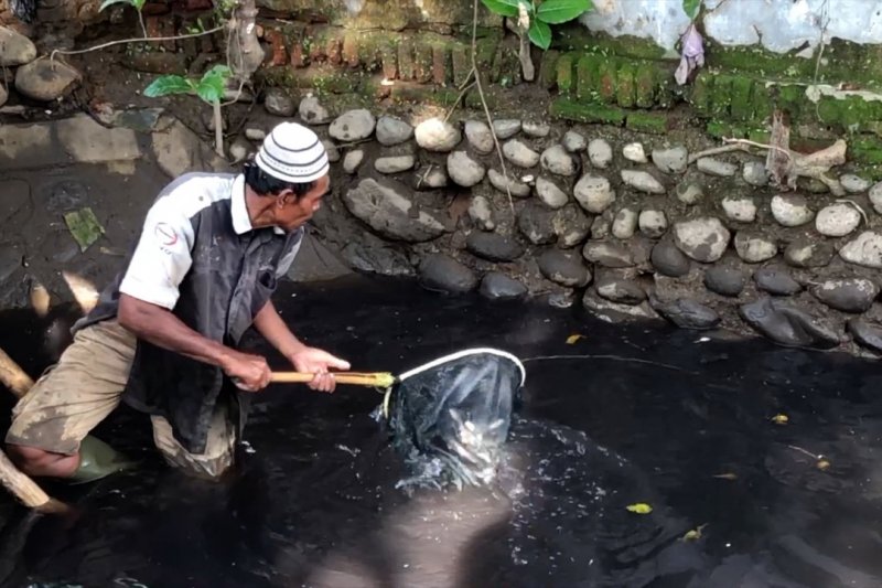 Ikan mati mendadak, diduga akibat sungai tercemar limbah