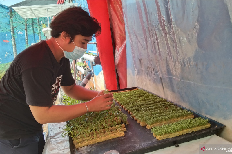Pemkot Jakarta Barat edukasi warga jadi petani hidroponik selama PPKM