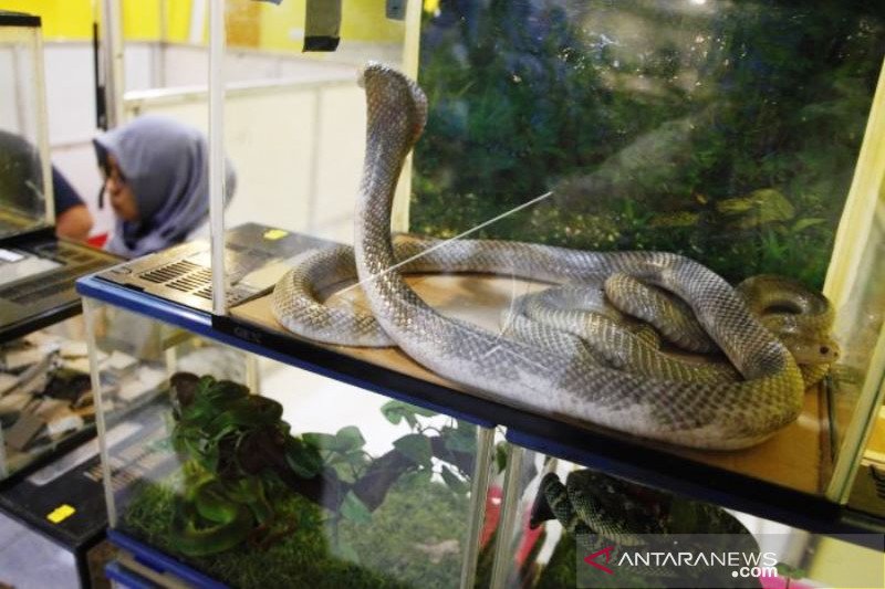 Pameran Reptil Peliharaan