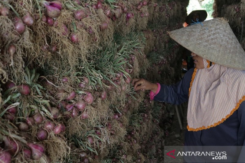 Panen Bawang Merah Alahan Panjang