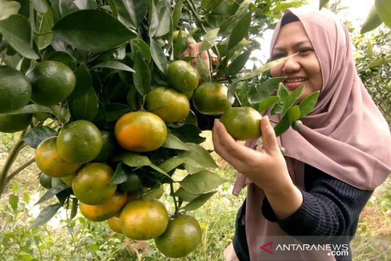 Agrowisata Petik Jeruk Sumbar