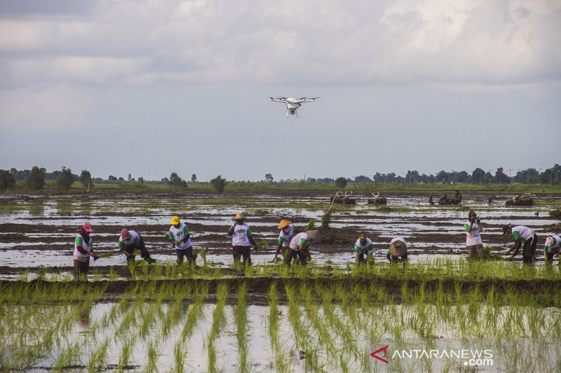 Perkembangan program Food Estate di Kalimantan Tengah