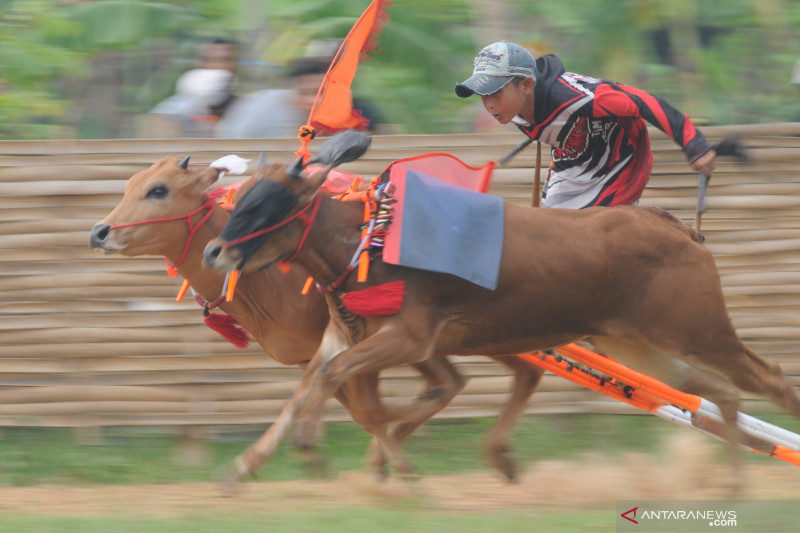 Kejuaraan Kerapan Sapi di Madura