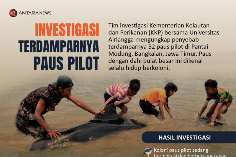 Investigasi terdamparnya paus pilot