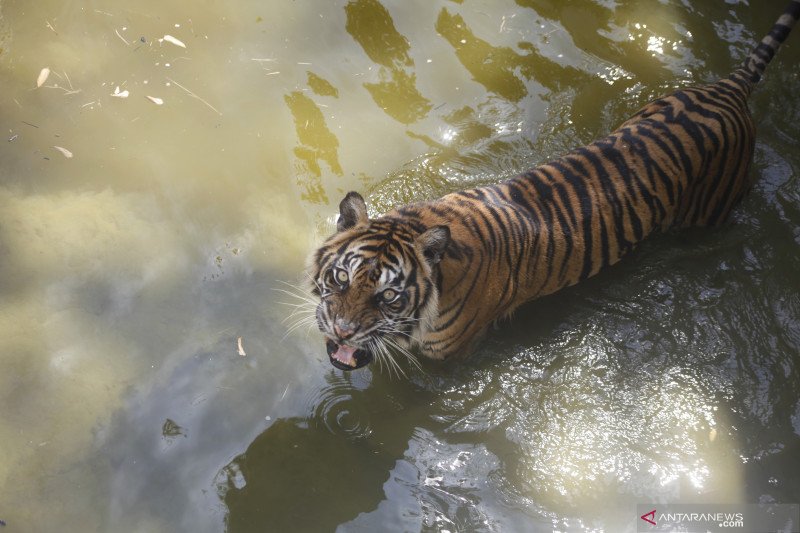 Populasi harimau sumatera