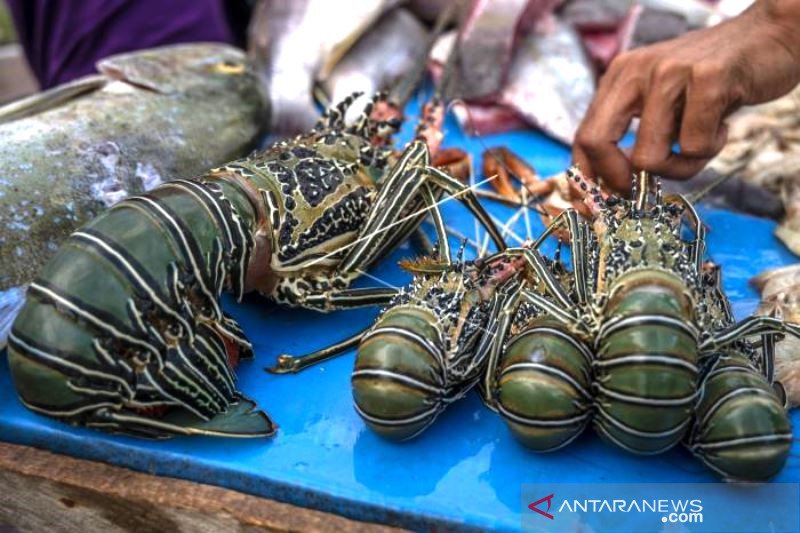 Larangan Ekspor Benih Lobster