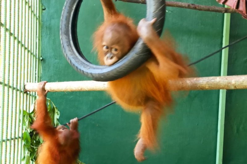 BBKSDA Sumut terima dua orangutan sumatera dari Jawa Tengah