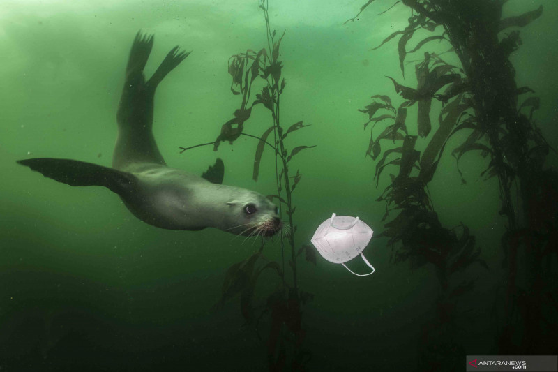 Foto-foto kampiun World Press Photo Contest 2021 kategori Environment, Singles
