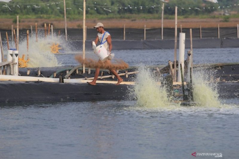 Dirjen KKP: Tambak percontohan produksi udang kualitas ekspor