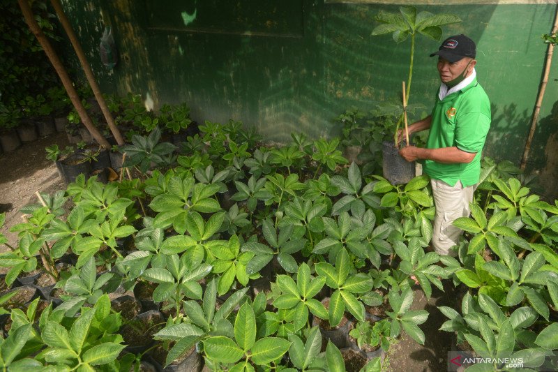 Budi daya tanaman porang di Padang