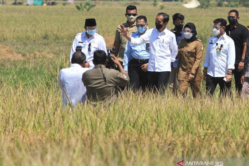 Presiden Jokowi hadiri panen raya padi