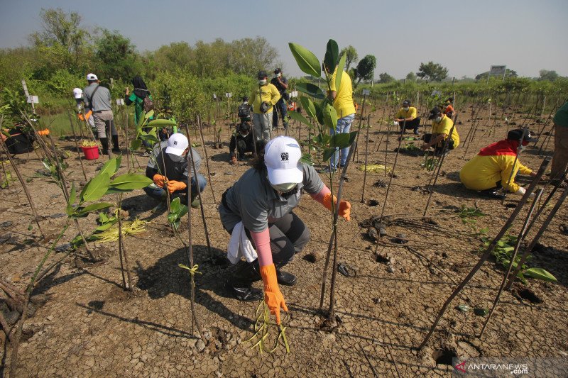 Tanam seribu mangrove sambut peringatan Hari Bumi