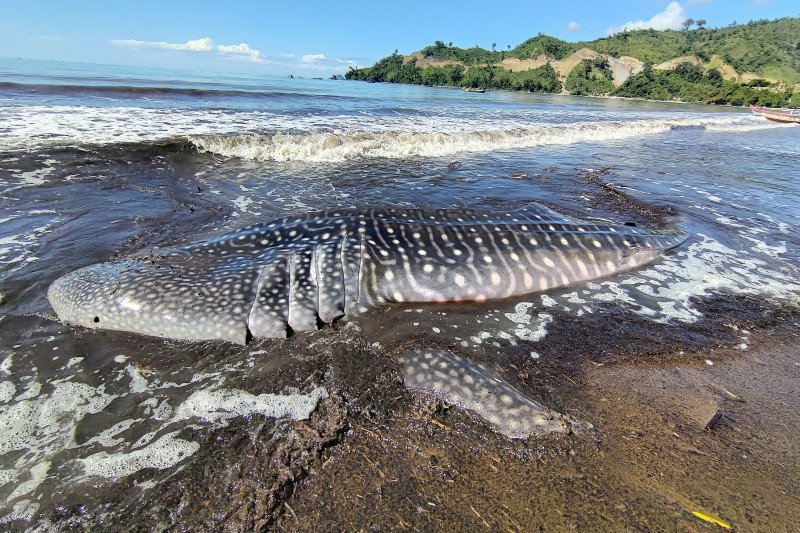 Hiu paus terdampar di Pantai Tulungagung akhirnya mati