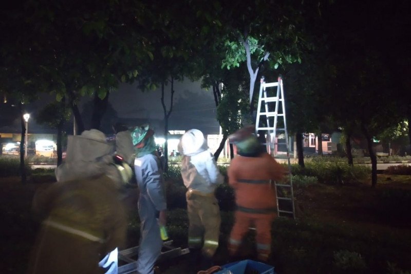 Damkar Jakarta Timur evakuasi sarang tawon di tiga lokasi berbeda