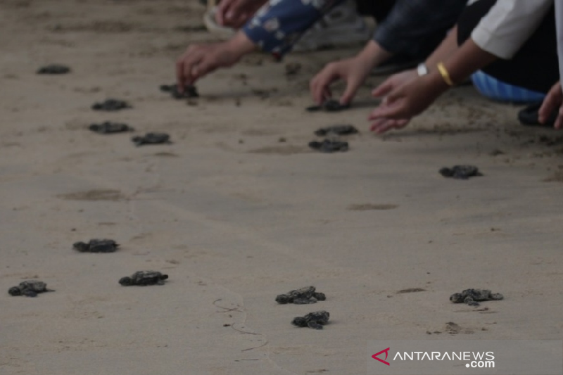 156 tukik jenis lekang dilepas di pantai Aceh Besar