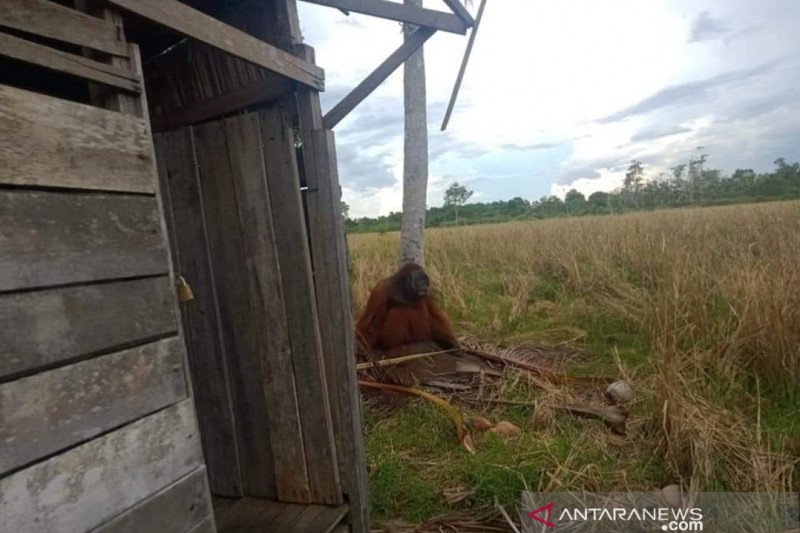 Orangutan masuk perkampungan warga di KKU dan rusak pohon kelapa