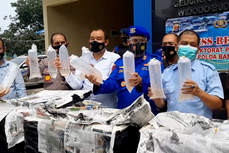 KKP tegaskan larangan ekspor benih lobster