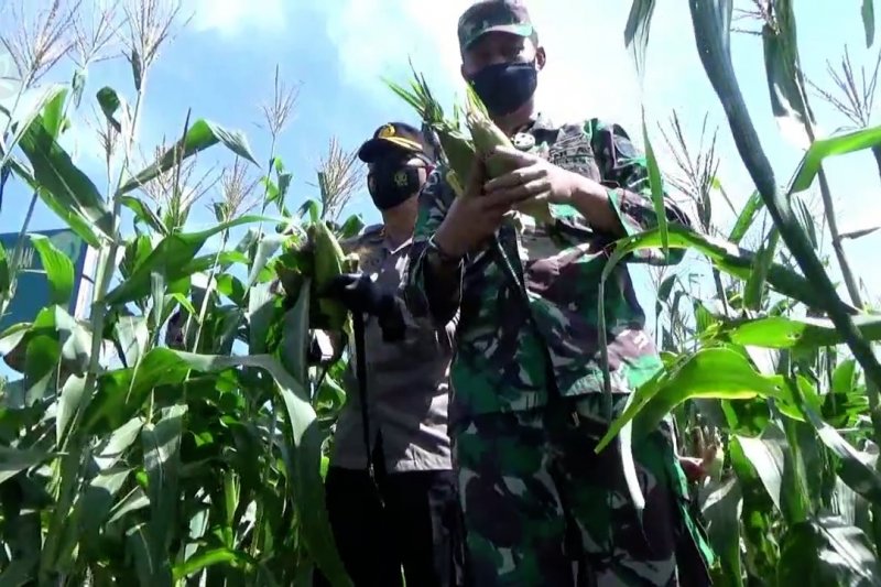 Kodim 0103 Aceh Utara panen jagung perdana di lahan demplot