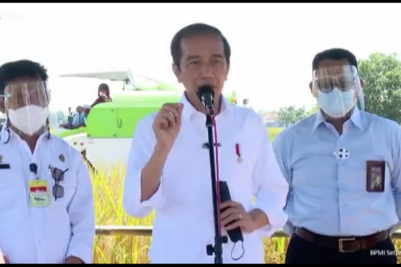 Presiden: Tidak perlu impor jika panen padi baik