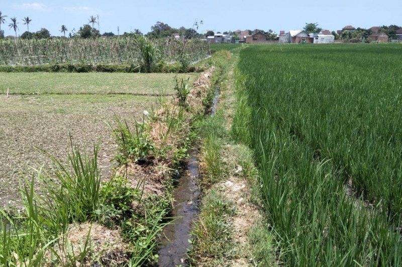 Distan Mataram: Alih fungsi lahan memicu tertutupnya saluran irigasi